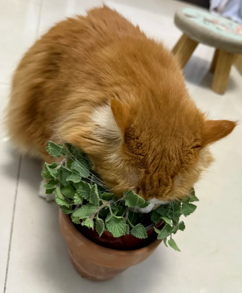 Why Do Cats Cover Their Poop