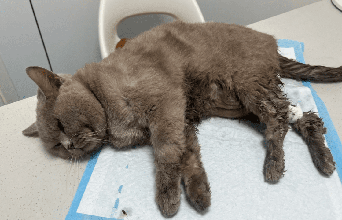 What Foods Are Toxic to Cats