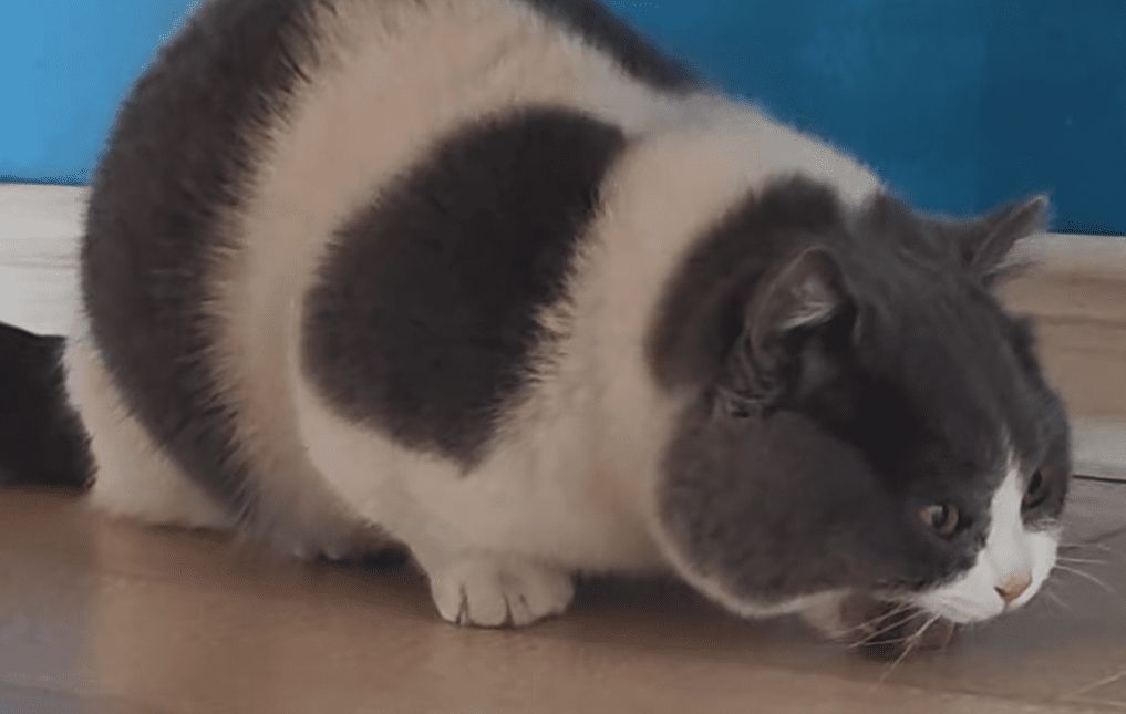 Why is My Cat Vomiting